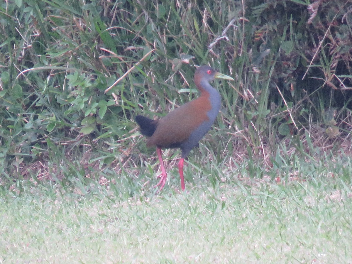 Slaty-breasted Wood-Rail - ML620795903