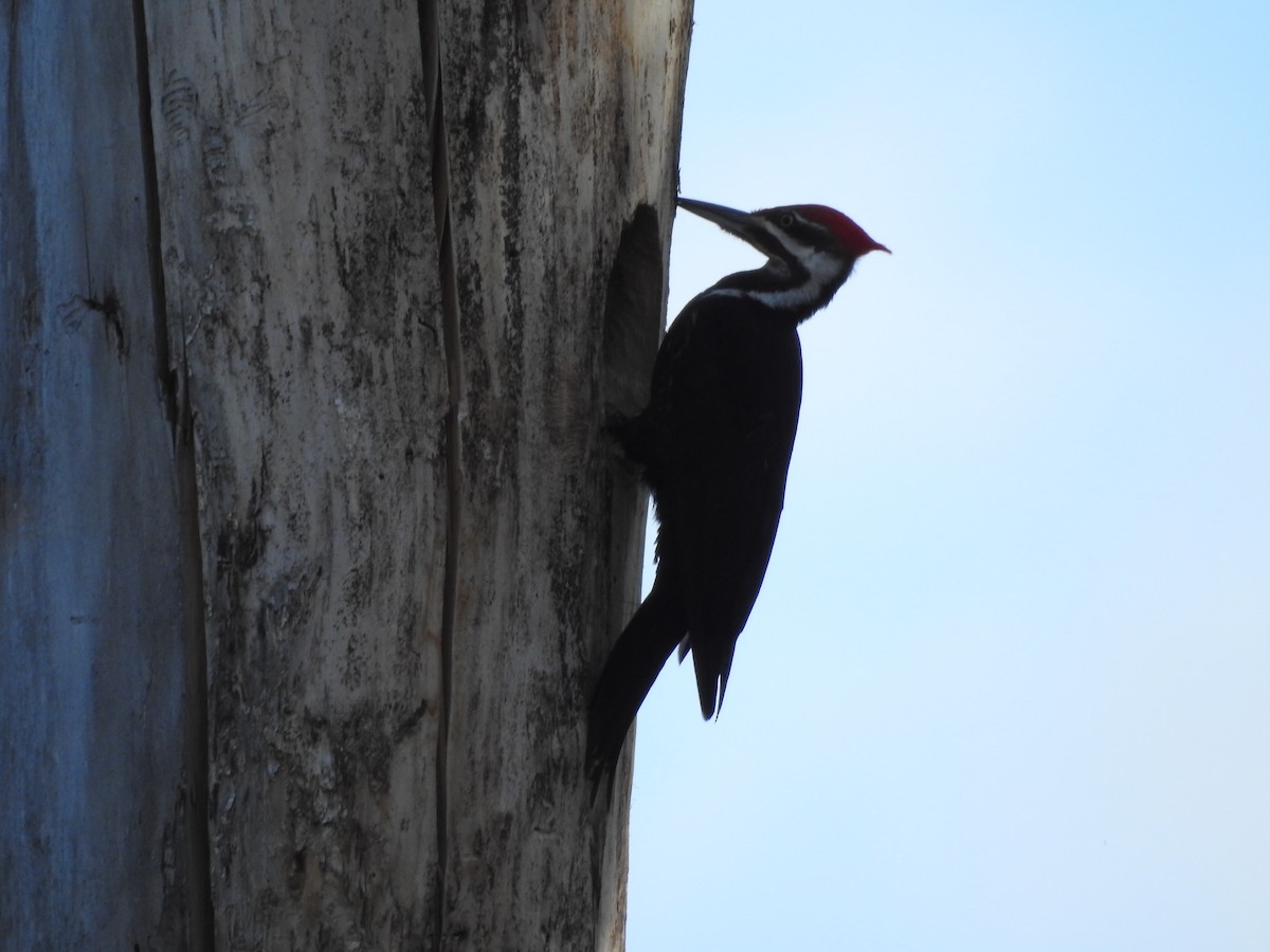 Pileated Woodpecker - ML620795904