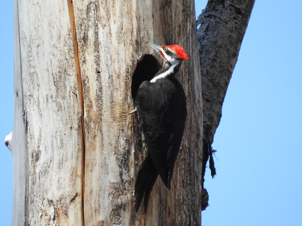 Pileated Woodpecker - ML620795905