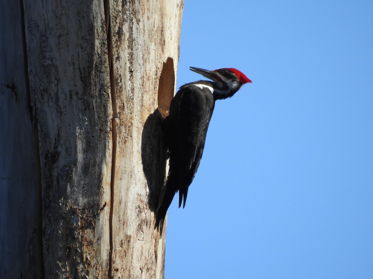 Pileated Woodpecker - ML620795907