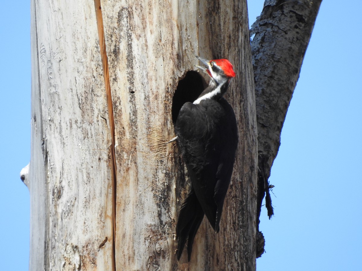 Pileated Woodpecker - ML620795908