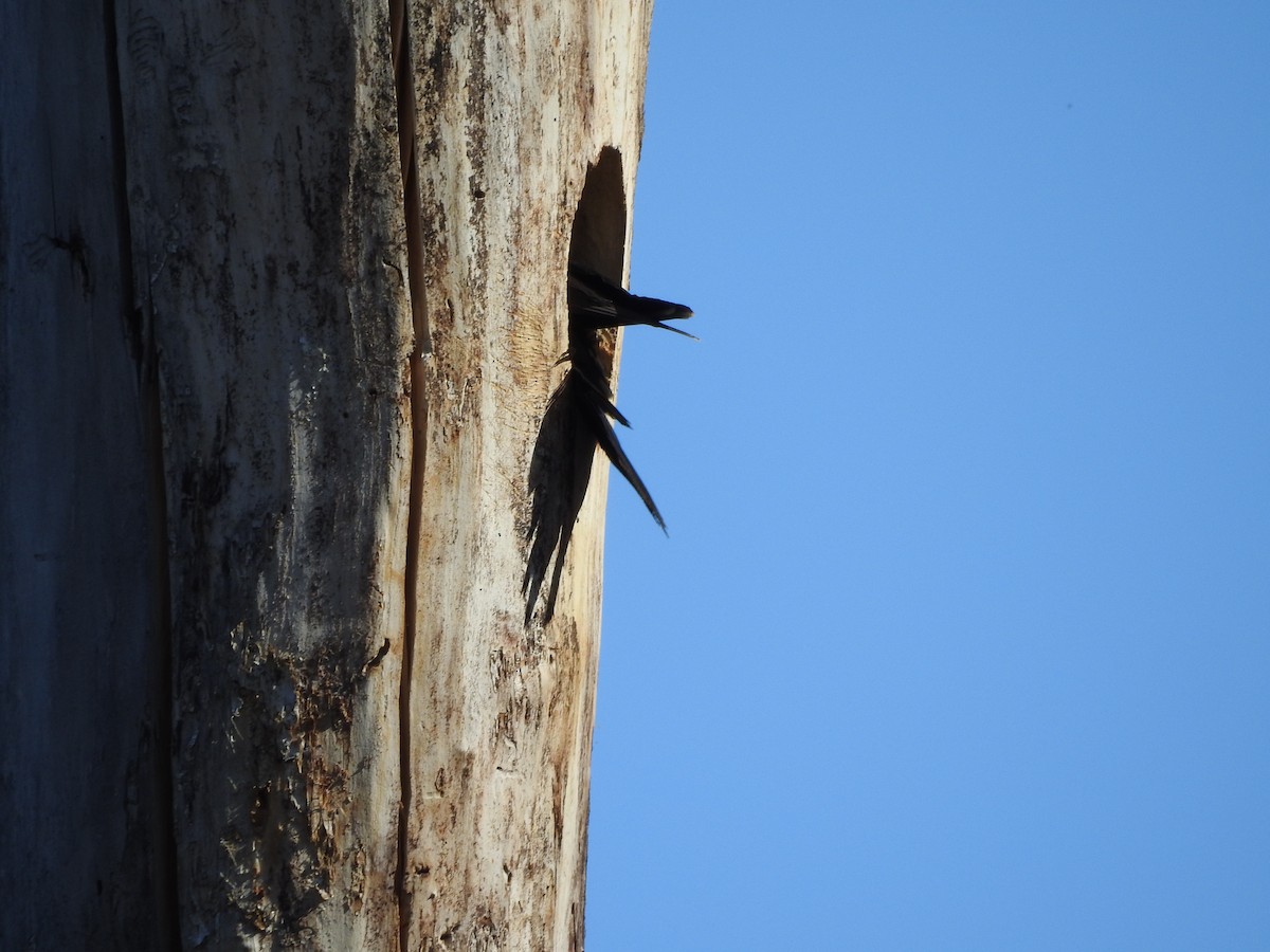 Pileated Woodpecker - ML620795910