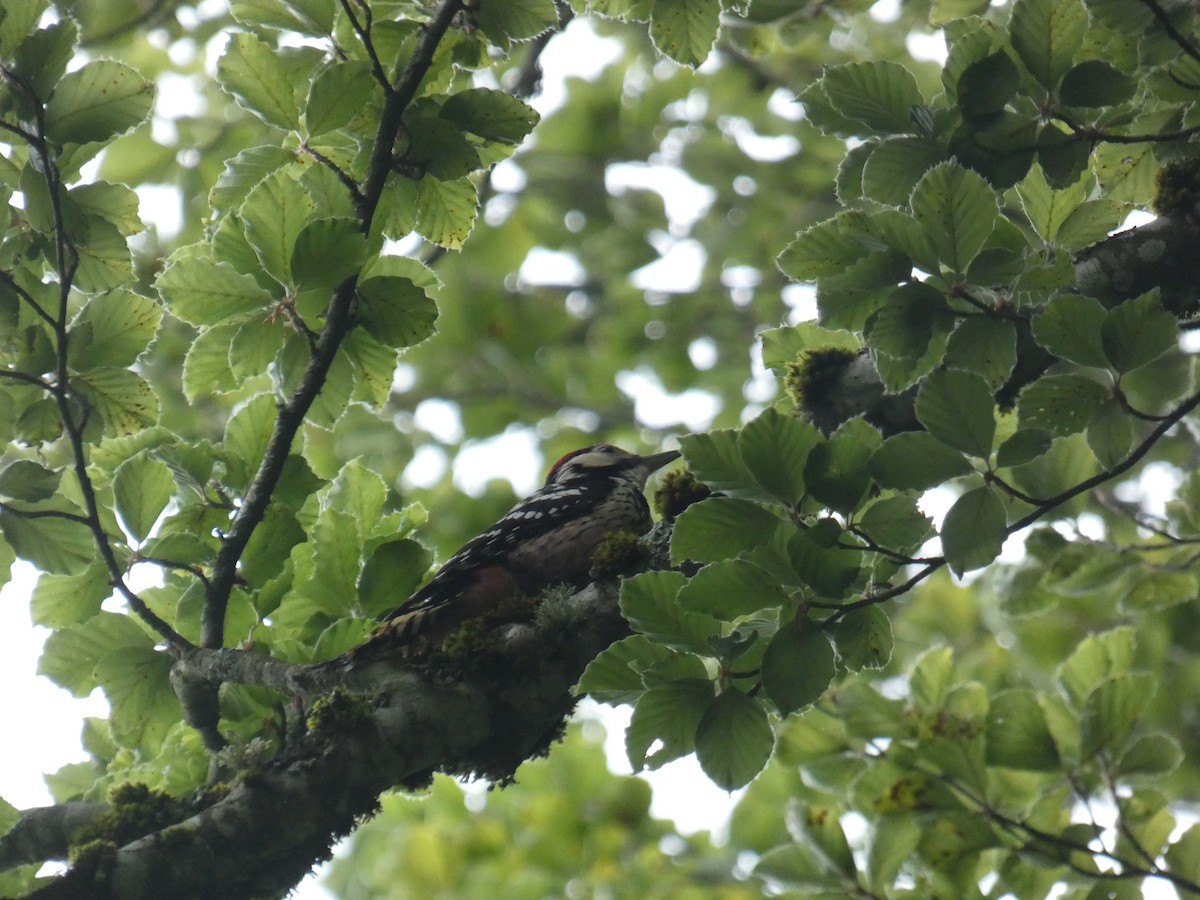 White-backed Woodpecker - ML620795911