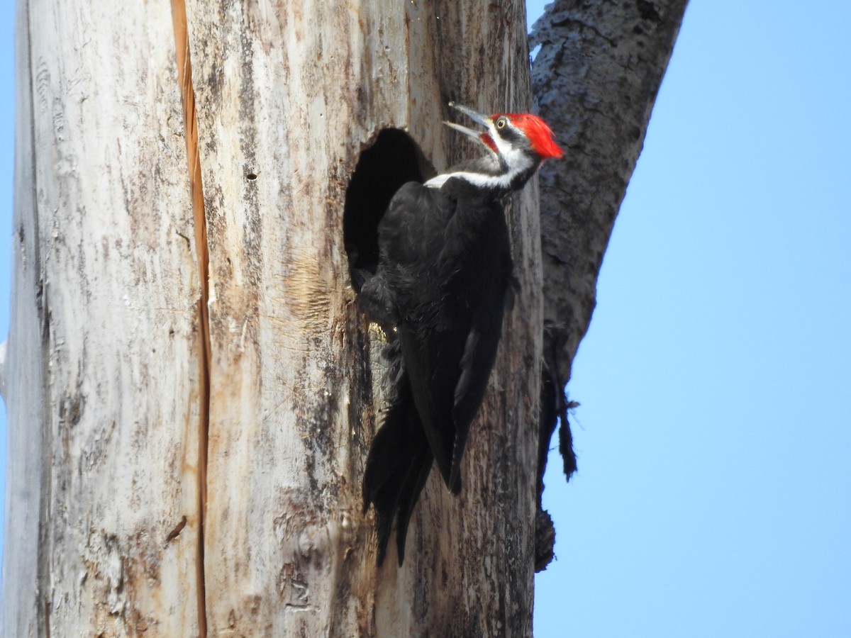 Pileated Woodpecker - ML620795912