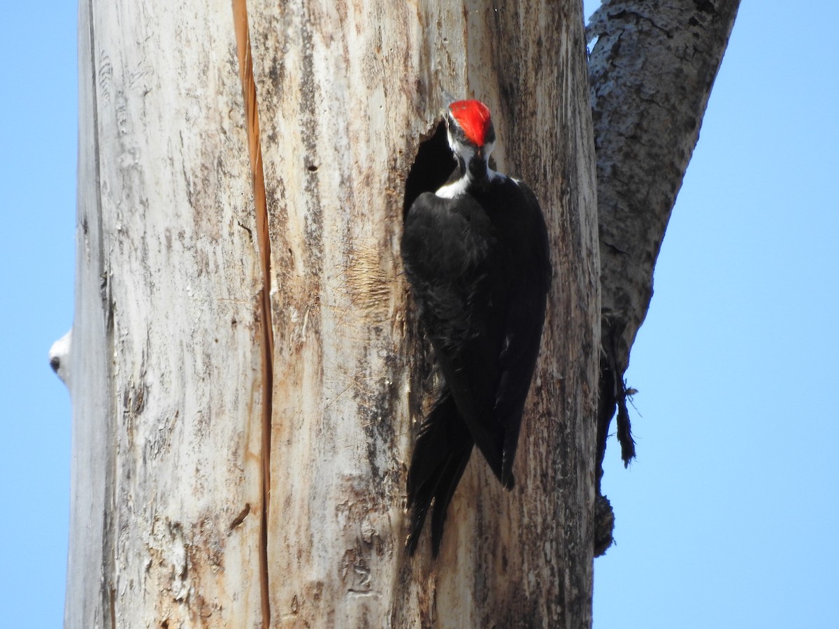 Pileated Woodpecker - ML620795913