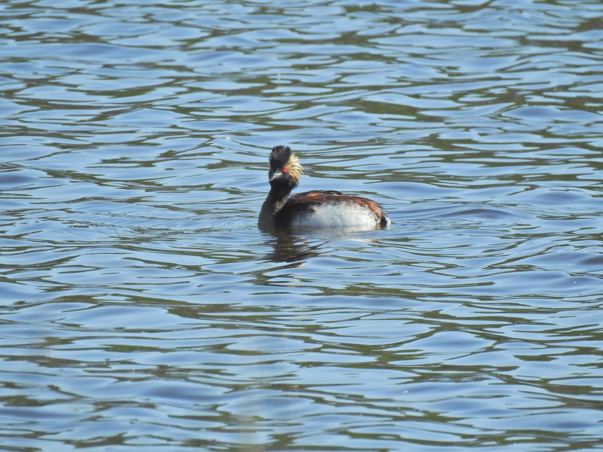 Eared Grebe - ML620795920