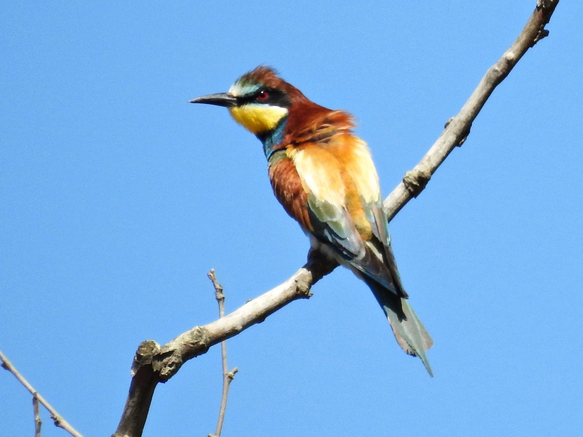 European Bee-eater - ML620795928