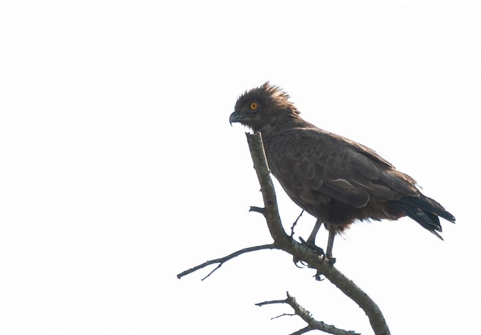 Brown Snake-Eagle - ML620795930