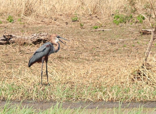 Goliath Heron - ML620795931