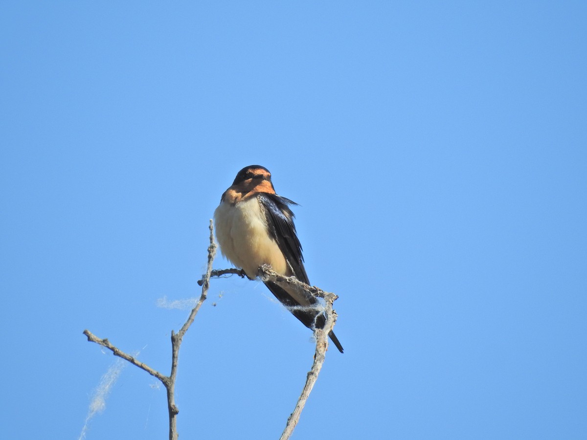 Barn Swallow - ML620795933