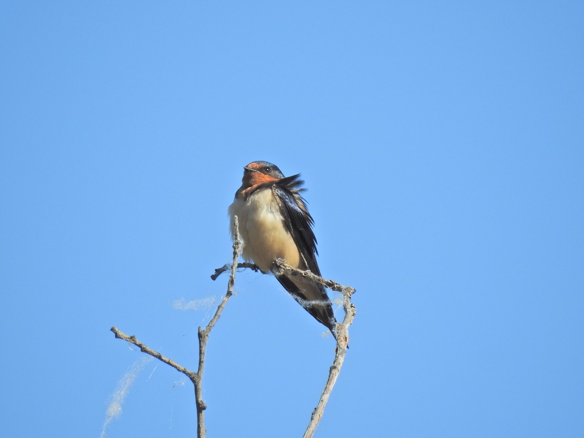 Barn Swallow - ML620795936