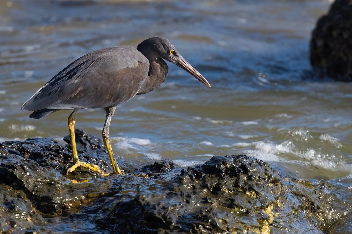 Pacific Reef-Heron - ML620795938