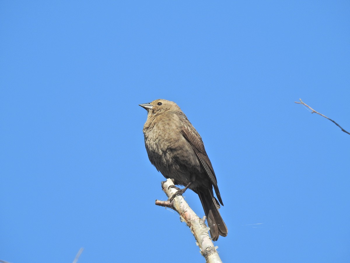 Brown-headed Cowbird - ML620795939