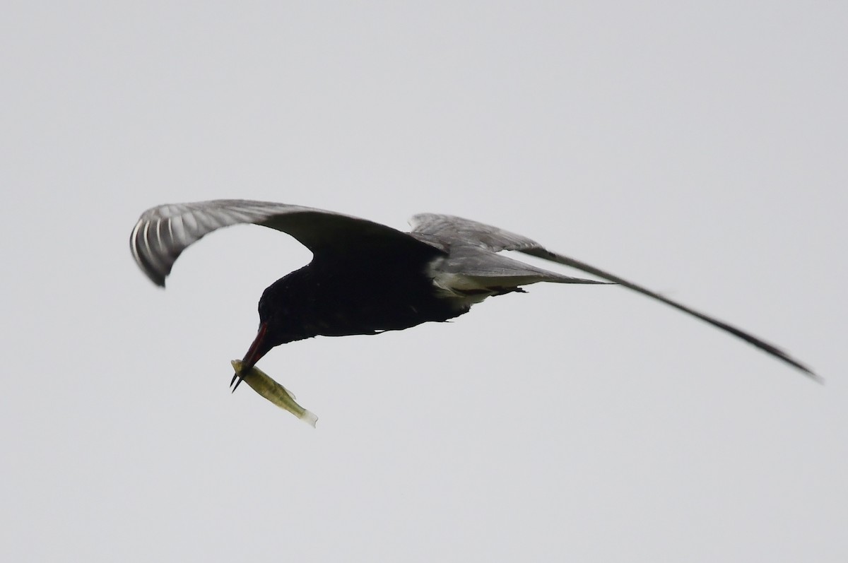 Black Tern - ML620795941