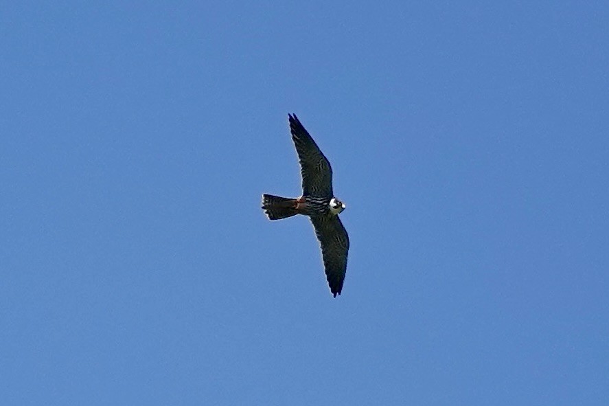 Eurasian Hobby - ML620795944