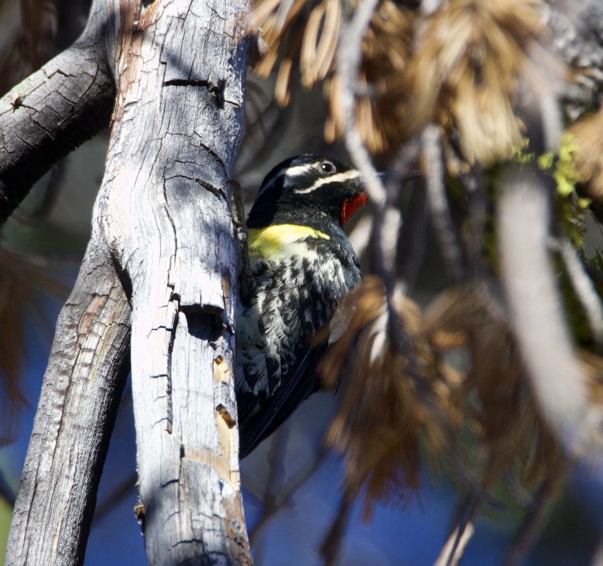 Williamson's Sapsucker - ML620795945