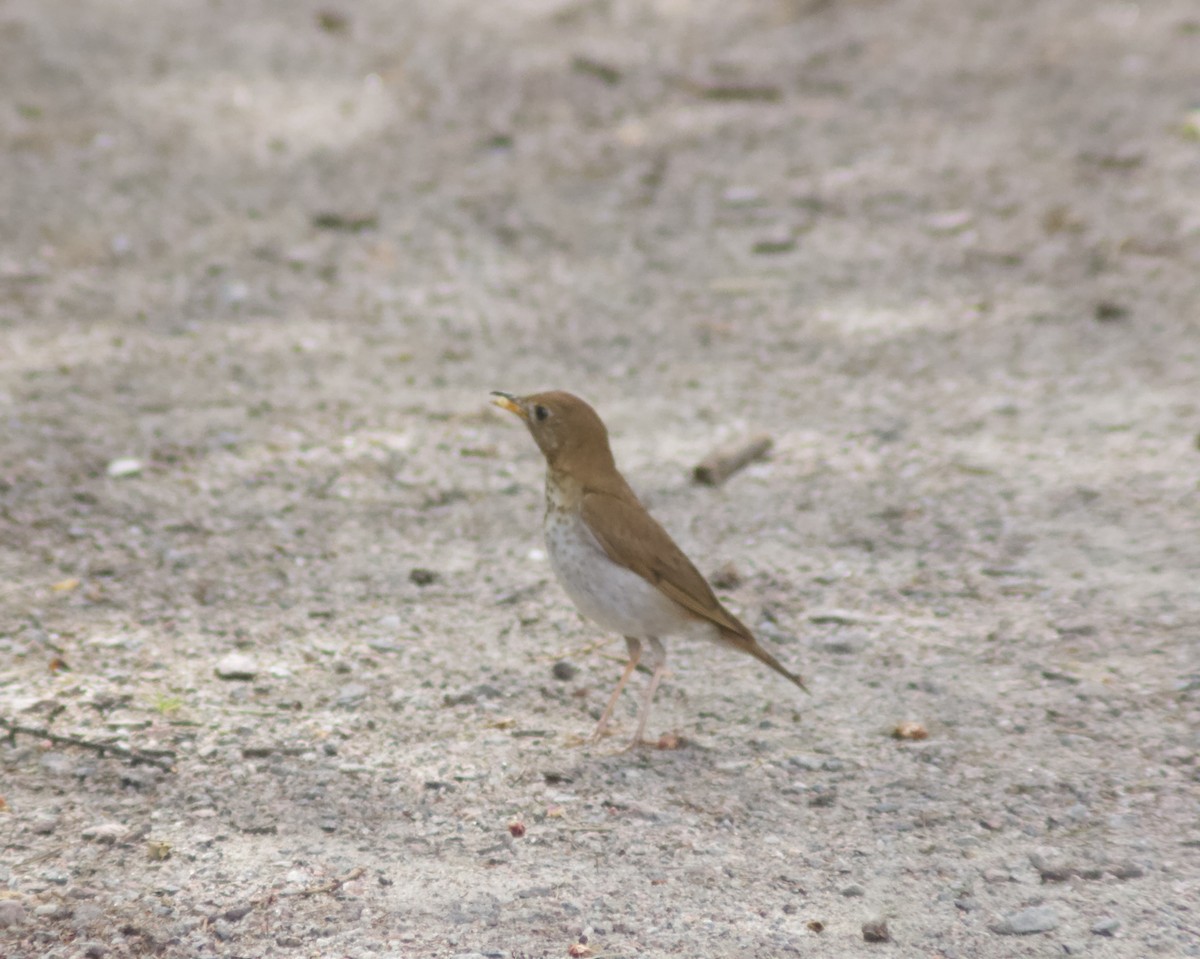 Veery - ML620795950