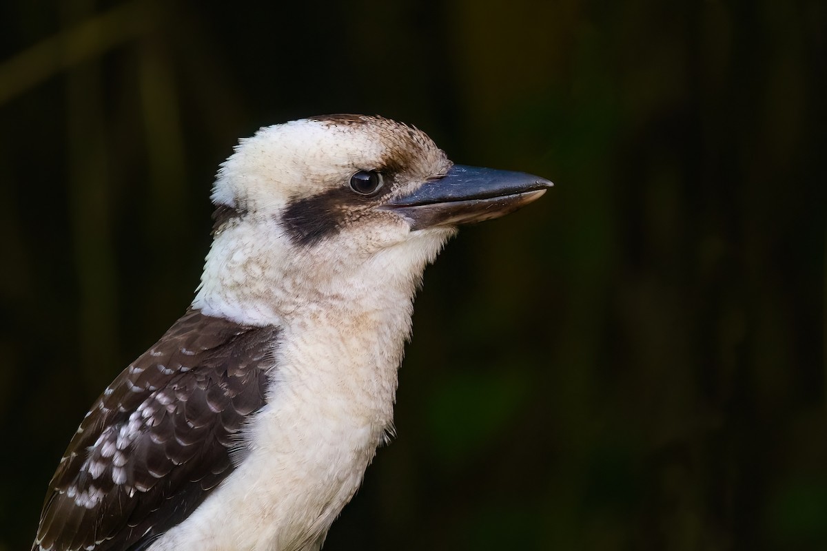 Laughing Kookaburra - ML620795951