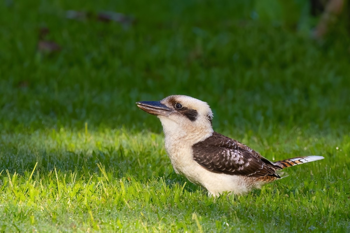 Laughing Kookaburra - ML620795952