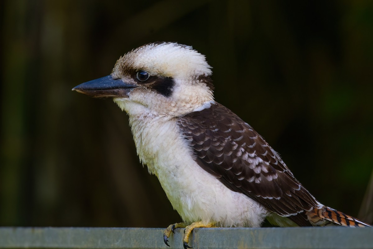 Laughing Kookaburra - ML620795953