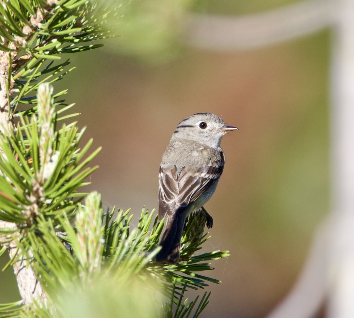 Dusky Flycatcher - ML620795954