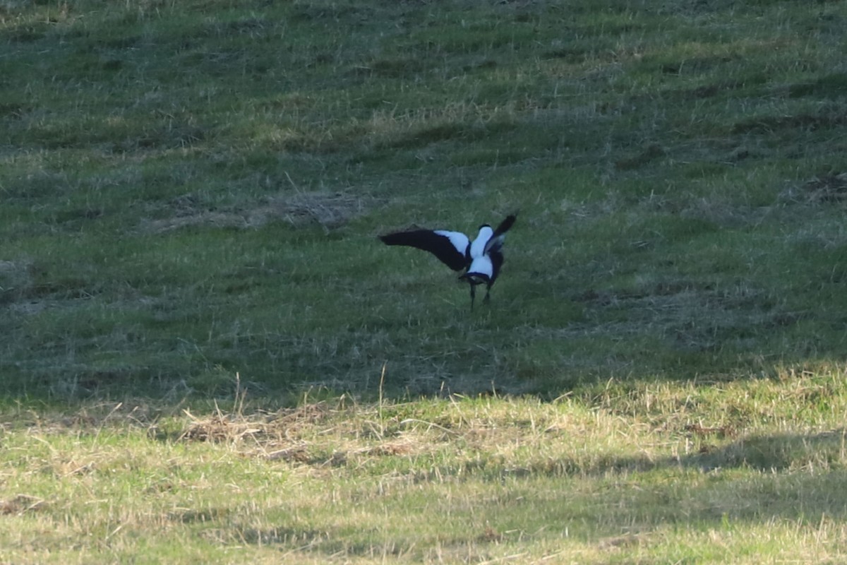 Australian Magpie - ML620795955