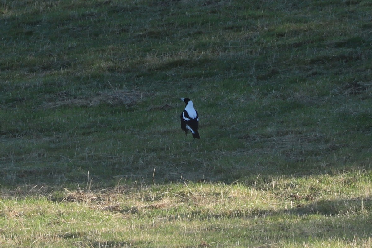 Australian Magpie - ML620795956