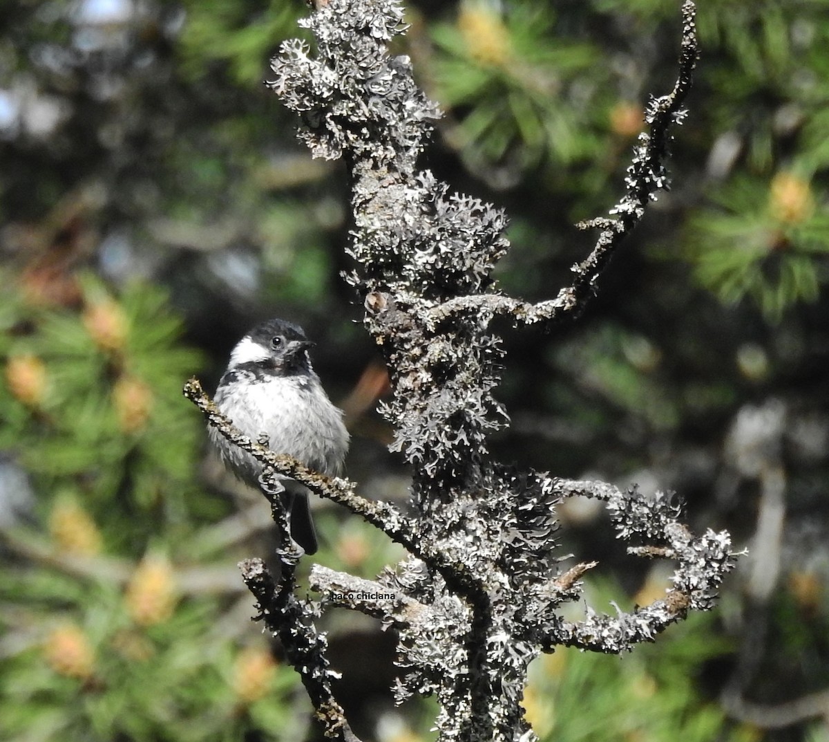 Coal Tit - ML620795957