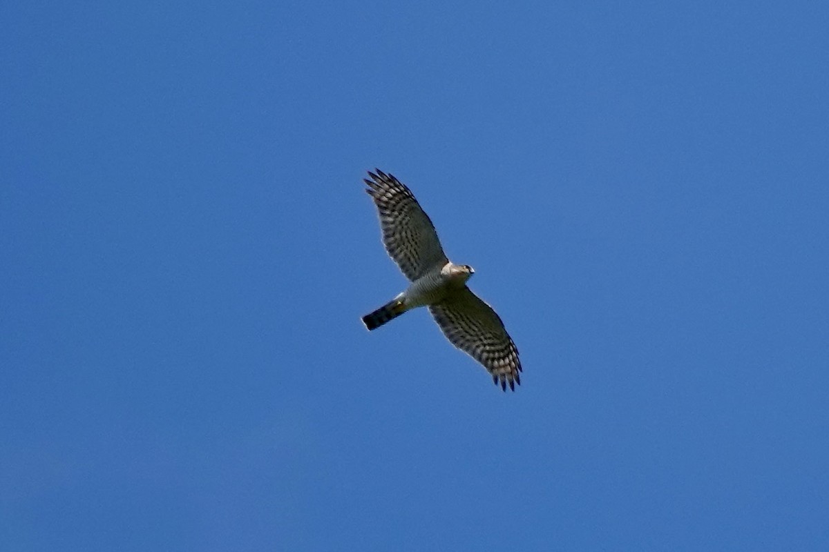 Eurasian Sparrowhawk - ML620795958