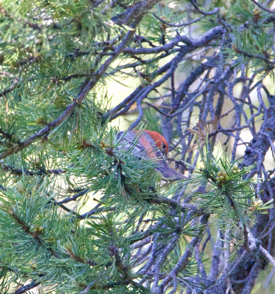 Pine Grosbeak - ML620795960