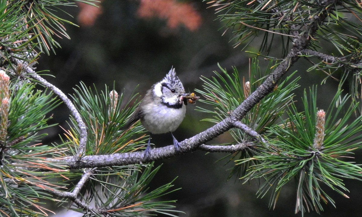 Crested Tit - ML620795964