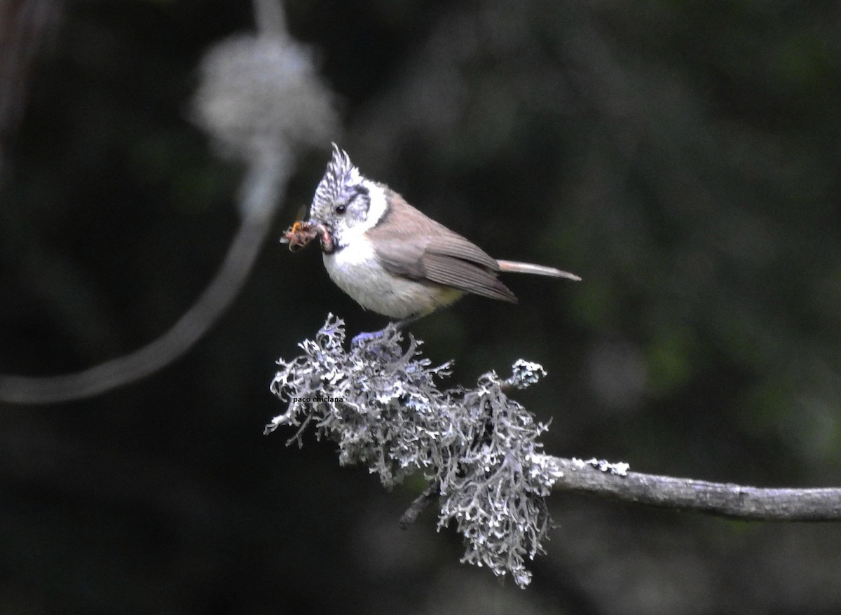 Crested Tit - ML620795965