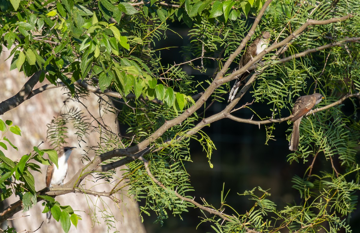 Yellow-billed Cuckoo - ML620795966