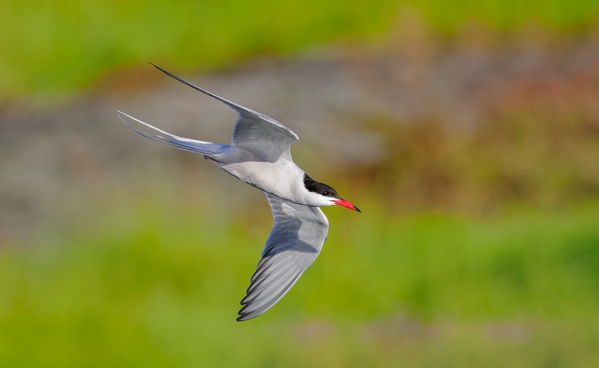 Common Tern - ML620795967