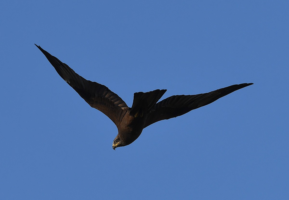 Black Kite - ML620795969