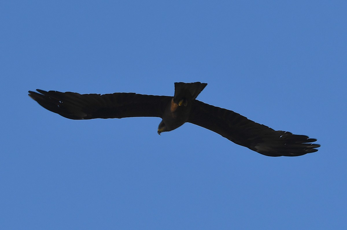 Black Kite - ML620795970