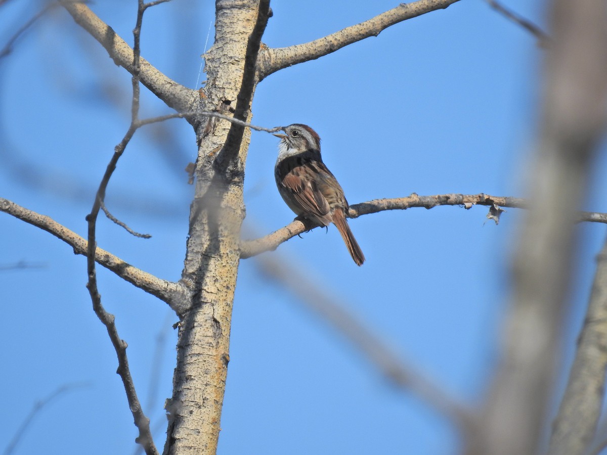 Swamp Sparrow - ML620795972