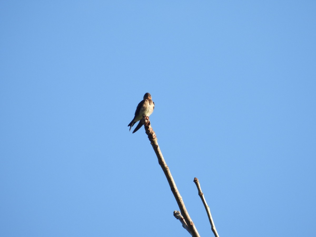 Southern Rough-winged Swallow - ML620795973