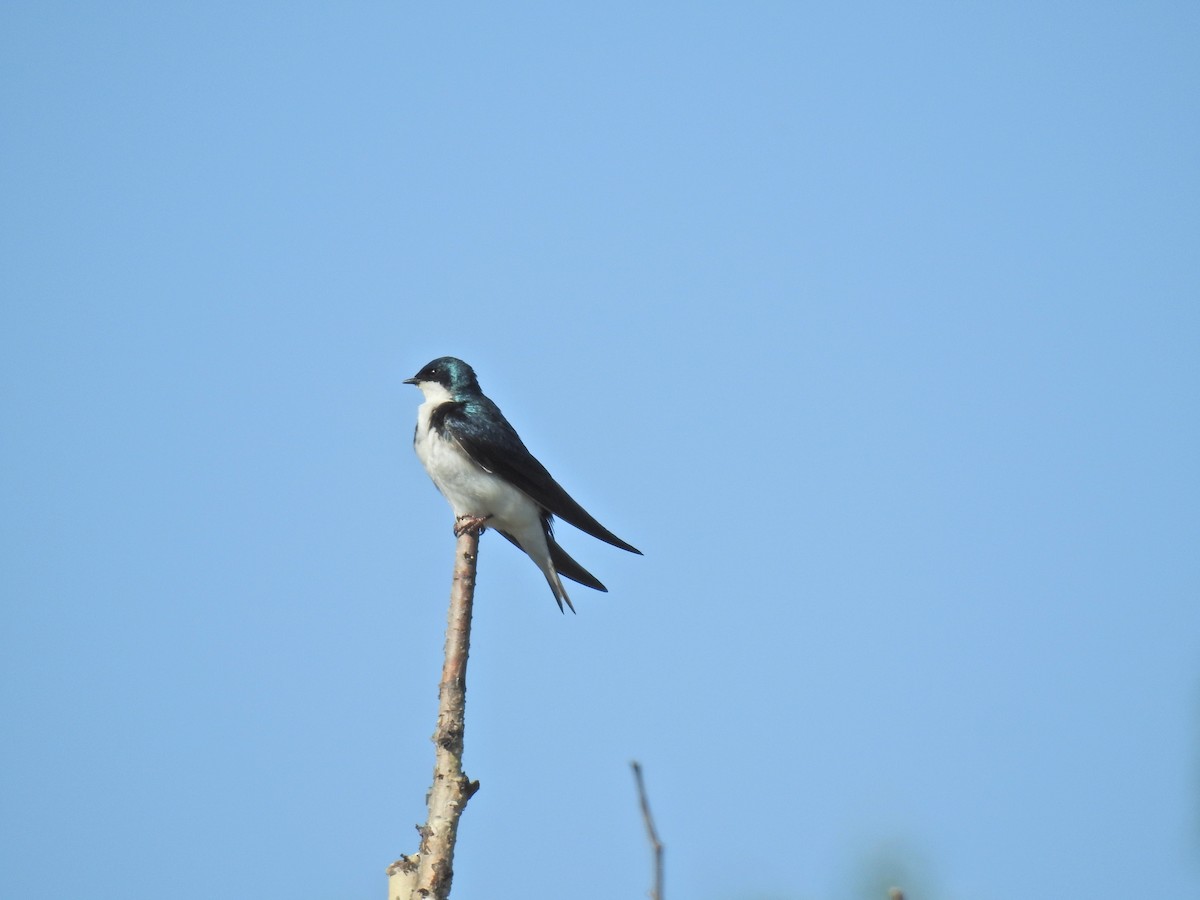 Golondrina Bicolor - ML620795977