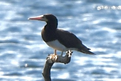 Brown Booby - ML620795980