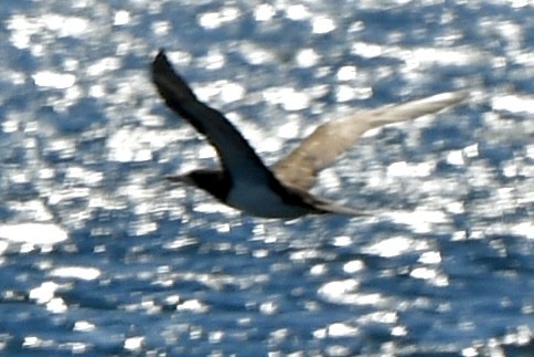 Brown Booby - ML620795982