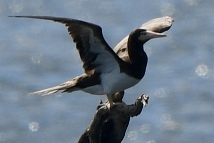 Brown Booby - ML620795984