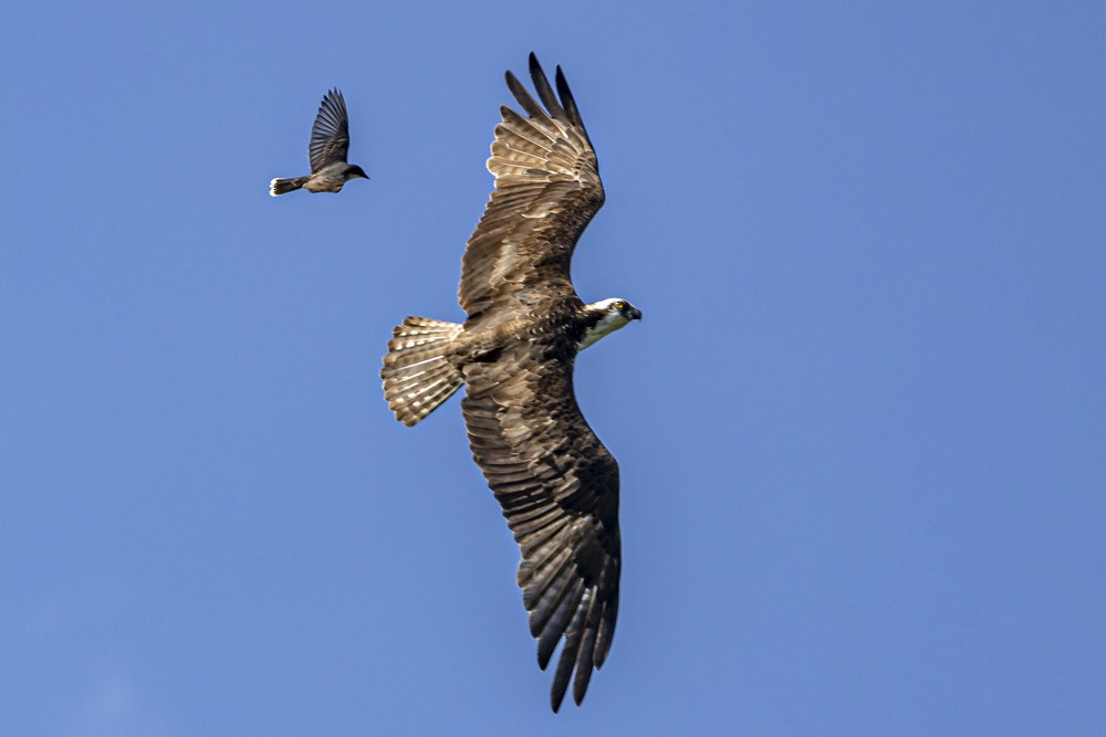 Águila Pescadora - ML620795989