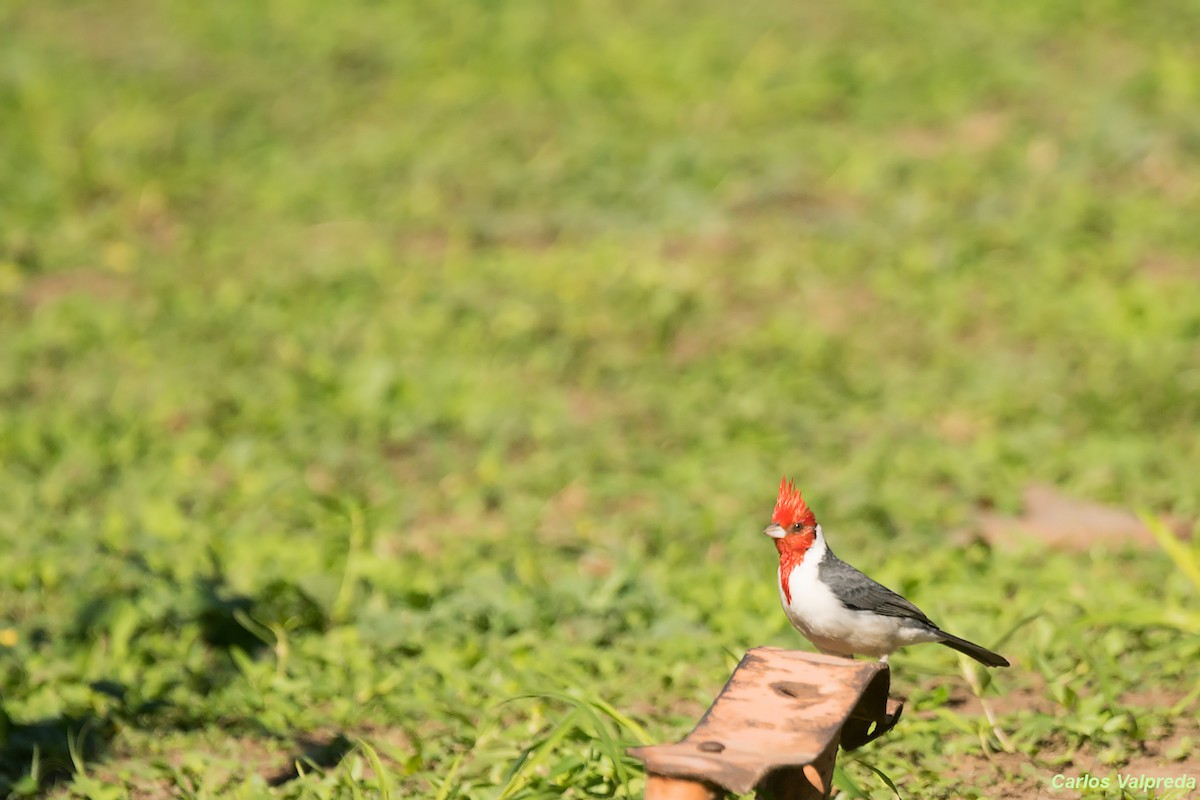 Red-crested Cardinal - ML620795990