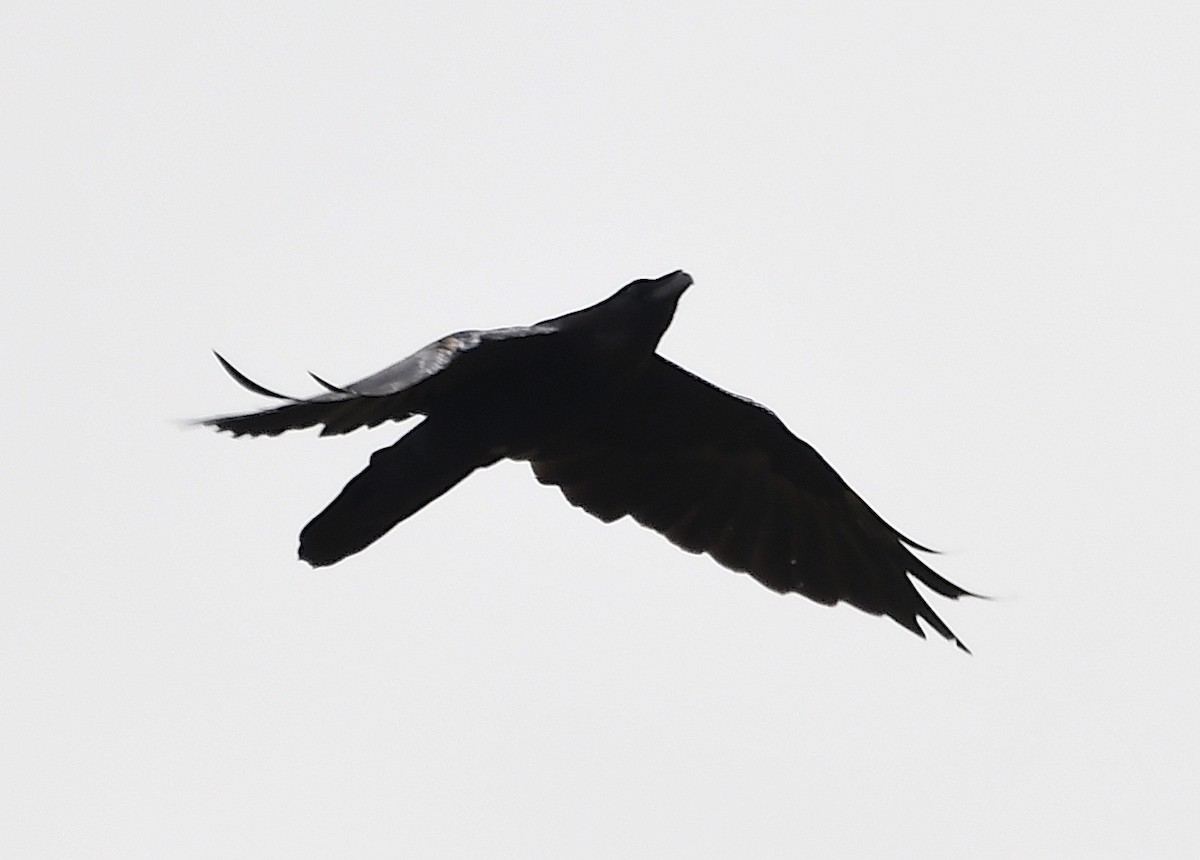 Common Raven - ML620795992