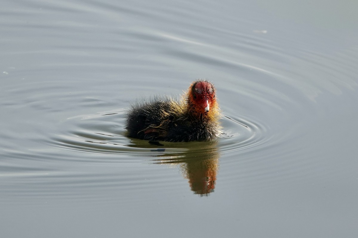 Eurasian Coot - Karin Karmann