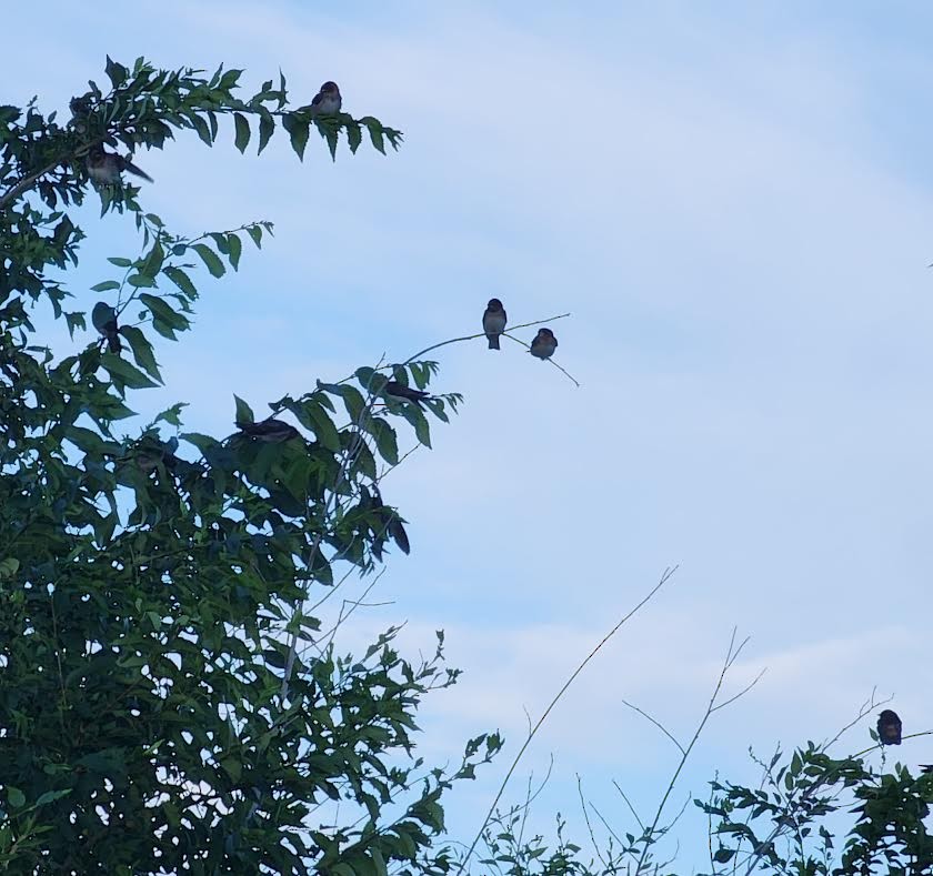 Cliff Swallow - ML620795995