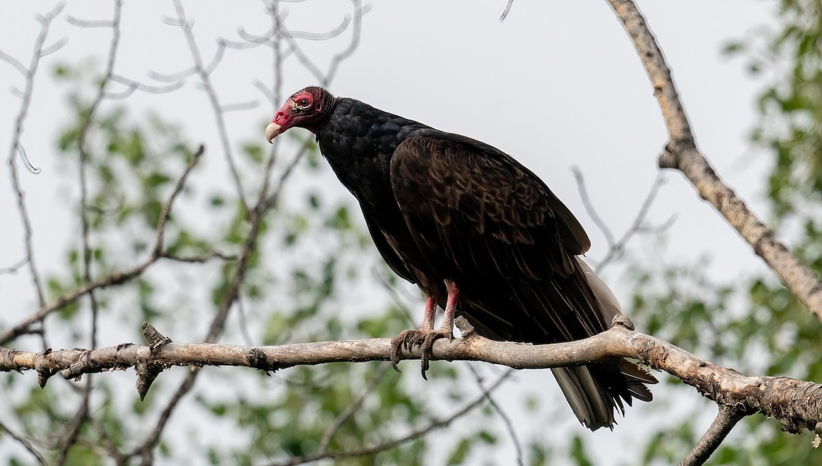 Turkey Vulture - ML620796002