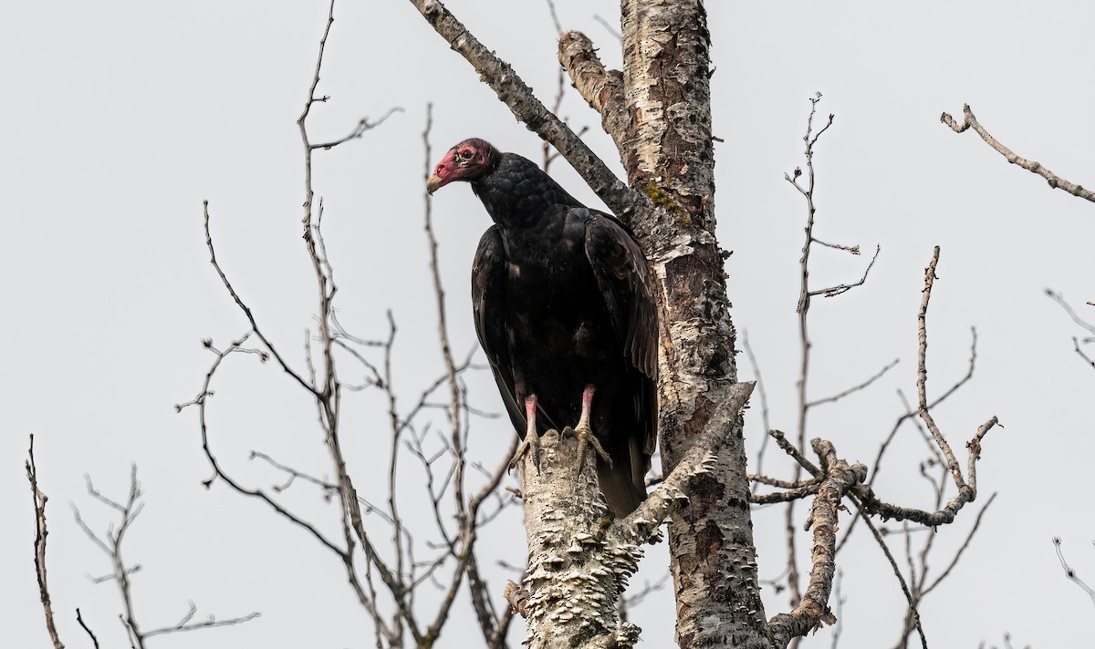Turkey Vulture - ML620796003