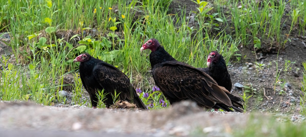 Turkey Vulture - ML620796004